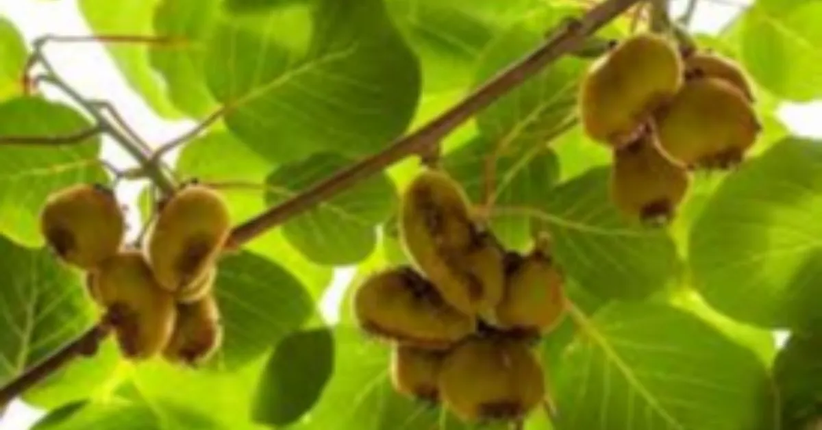 O Kiwi é um fruto rico em Vitamina C.
