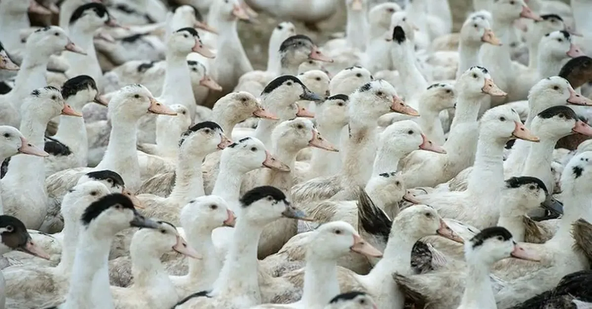Morte de 38 cisnes e patos do Parque Zoológico de Sapucaia do Sul (RS) foram causadas pela Influenza Aviária.