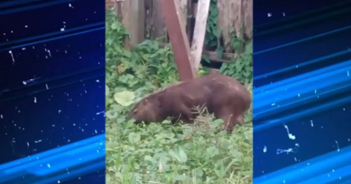 Moradores da Cabanagem relatam presença de capivara em área urbana.