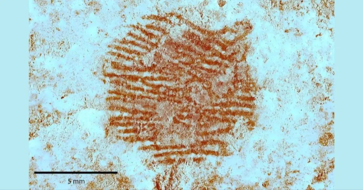 Impressão digital deixada por um neandertal é encontrada por arqueólogos.