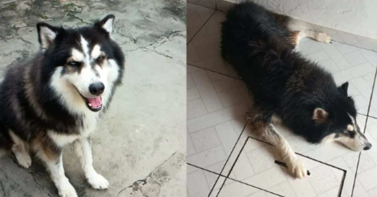 Tutor oferece recompensa para quem achar cachorro perdido na Cidade Nova.