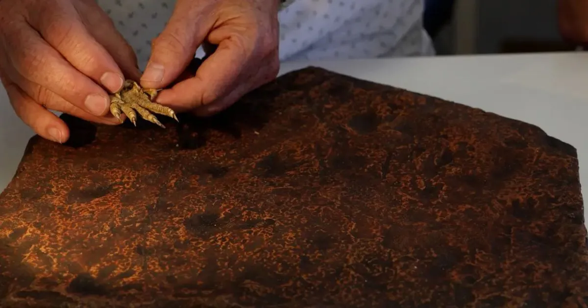 Pesquisador compara garra de réptil moderno com pegadas fossilizadas preservadas em laje de arenito do sudeste da Austrália