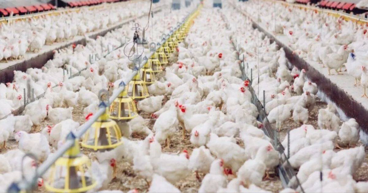 Restrição ocorre após confirmação de um caso de gripe aviária em uma granja comercial  em Montenegro, município do Rio Grande do Sul.