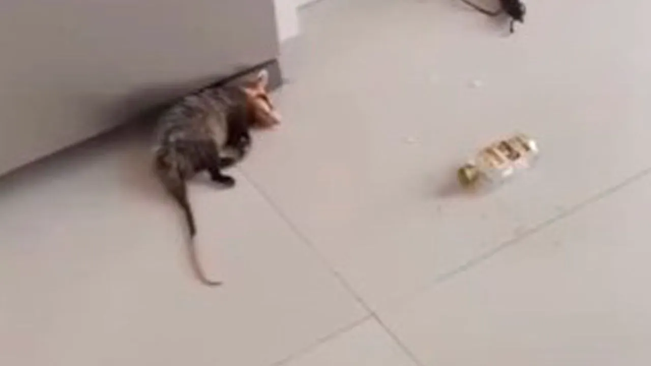 Animal não tinha nem condições de se defender de tão bêbado