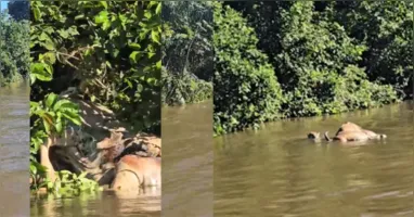 O animal filmado é identificado pelos guias como "Ti", uma fêmea monitorada há cerca de cinco anos.
