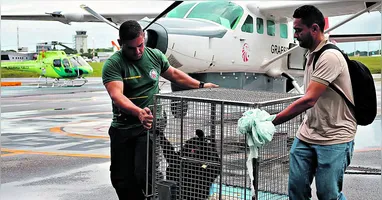 A macaca-aranha foi criada como animal de estimação durante sete anos, em Monte Alegre