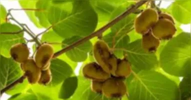 O Kiwi é um fruto rico em Vitamina C.