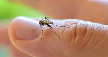 Além de tempero, a planta funciona como repelente natural e pode ser aliada no combate ao Aedes aegypti