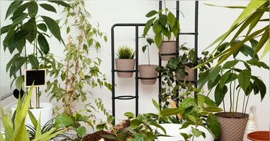 Plantas em casa podem transformar qualquer ambiente em um espaço vivo e acolhedor