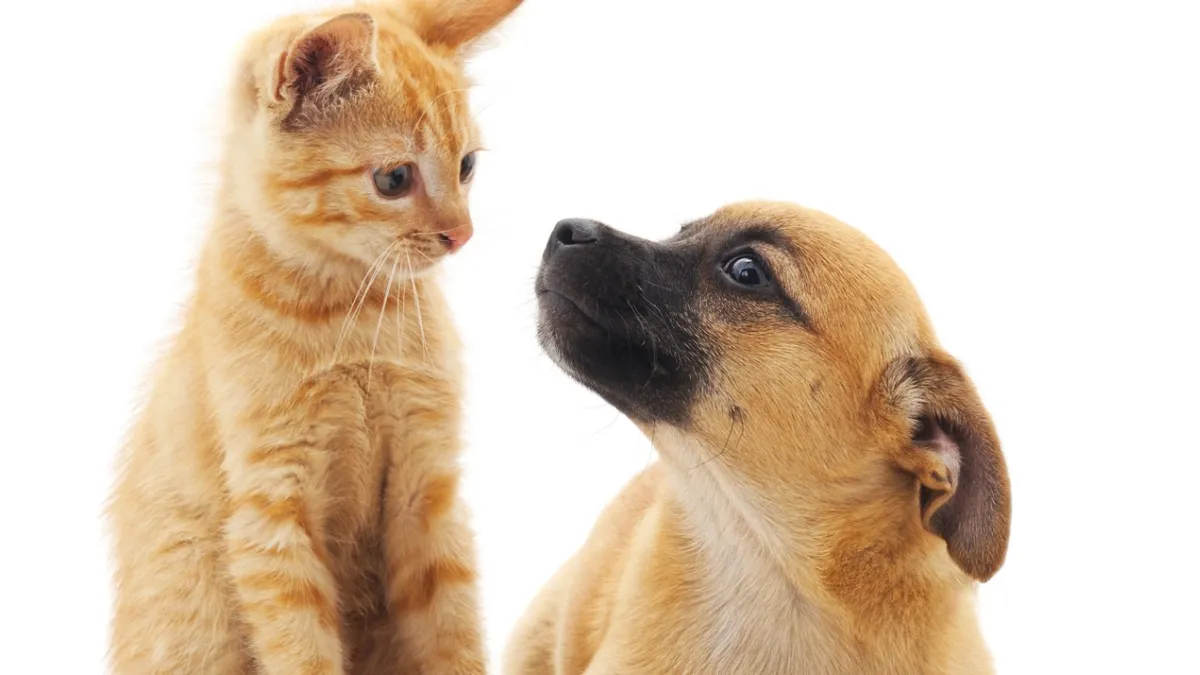 Imagem ilustrativa da notícia Governo lança programas para proteger cães e gatos no Brasil