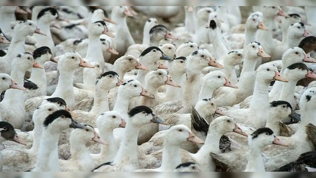 Mortes de gansos e patos em zoológico foram por gripe aviária