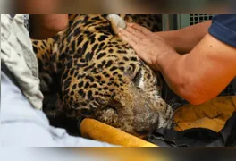 A previsão é que o animal não retorne à natureza após a recuperação clínica.
