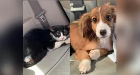 Animais viviam presos por cordas curtas e sem acesso adequado a comida.