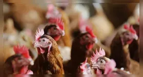 Consumo de ovo e carne de frango não é afetado