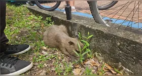 Animal foi resgatado em estado grave