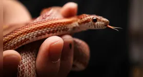Antídoto contra picada de cobras pode ser desenvolvido