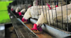 O Pará ocupa a 11ª posição na produção de frango de corte no Brasil, distribuída em 267 granjas no Estado