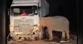 Animal não quis se afastar do corpo do filhote