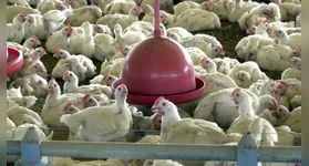 Primeiro caso pode trazer problemas na comercialização do frango
