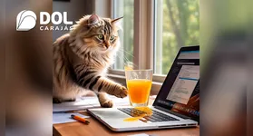 Derrubar objetos é uma atitude natural e ligada a diversos fatores do comportamento felino.