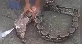 Gato sendo retirado da cobra