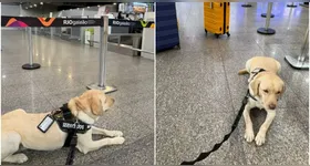 Voo da TAP é cancelado após recusa de embarque de cão de assistência, contrariando decisão judicial