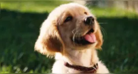 De acordo com especialistas, essas doenças podem afetar órgãos vitais e reduzir a expectativa de vida dos animais