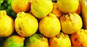 Tangerina está entre as frutas que tiveram redução de preço na capital paraense, segundo levantamento