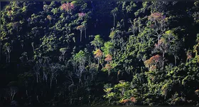 Desmatamento: o resultado parcial para o mês de maio reforça o compromisso do Pará com o desenvolvimento sustentável.