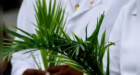 Os ramos deixados nas paróquias e igrejas são usados para as cinzas em celebrações da Igreja