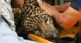 A previsão é que o animal não retorne à natureza após a recuperação clínica.