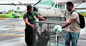 A macaca-aranha foi criada como animal de estimação durante sete anos, em Monte Alegre