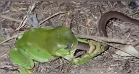 Imagem ilustrativa da notícia Já viu perereca engolindo uma cobra inteira? Veja o vídeo impressionante