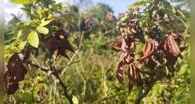 Praga tem atacado plantação de mandioca