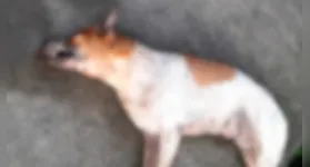 Segundo a Polícia Civil de Igarapé-Miri, os animais estavam em um local semelhante a um canil e a suspeita é de que os mesmos tenham sido envenenados.