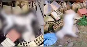 Em um vídeo gravado pela tutora dos cães, ela conta que se deparou com os animais já sem vida por volta das 6h21 desta sexta após ter acordar e sair para o quintal de sua casa.