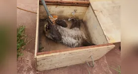 Bicho-preguiça é resgatado em Santarém após se equilibrar em fios telefônicos