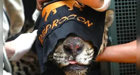 O felino, um macho adulto, acaba de ser transferido, para o Instituto Ampara Animal, em São Paulo, na última segunda feira (19), onde permanecerá em cativeiro permanentemente.
