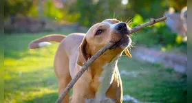 O SinPatinhas representa um avanço importante para garantir o bem-estar e os direitos dos animais domésticos no Brasil.