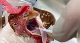 O objetivo da medida, de caráter preventivo, é conter o vírus H5N1 em aves da avicultura comercial e de subsistência e garantir o status sanitário do Pará, que não possui casos registrados de influenza aviária de alta patogenicidade (IAAP).