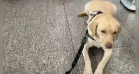 O cão, chamado Teddy, acompanharia uma passageira responsável por levá-lo até uma criança com Transtorno do Espectro Autista (TEA) em Portugal.