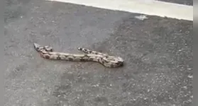 Cobra é avistada no bairro de Nazaré em Belém. Entenda a interação entre humanos e cobras e como agir em situações semelhantes.