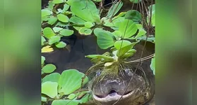Apesar da semelhança com um bocejo humano, o gesto nada tem a ver com cansaço ou sono.