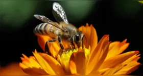 Mudanças climáticas afetam a sincronia entre abelhas e flores, ameaçando a polinização e a segurança dos ecossistemas e da produção de alimentos.