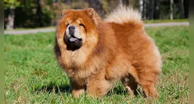 O chow chow é um cachorro que encanta pela beleza, mas que pode reagir de forma violenta caso seja manipulado de forma brusca.