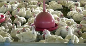 O Governo do Distrito Federal confirmou que o irerê – uma espécie de pato – encontrado morto no Zoológico de Brasília estava contaminado com o vírus da gripe aviária.