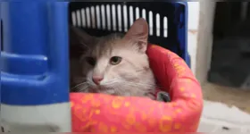 Apesar do senso comum, os gatos são capazes de criar conexões profundas e afetivas com seus tutores.