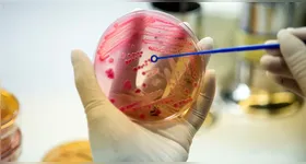 Fungo resistente ao calor pode matar milhões de pessoas nos próximos anos.