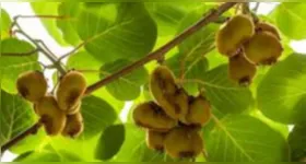 O Kiwi é um fruto rico em Vitamina C.