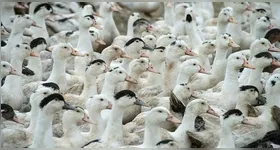 Morte de 38 cisnes e patos do Parque Zoológico de Sapucaia do Sul (RS) foram causadas pela Influenza Aviária.